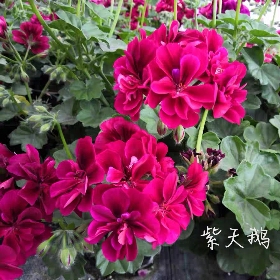 天竺葵花苗紫天鹅大花重瓣垂吊天多季节开花阳台花园常绿盆栽花卉