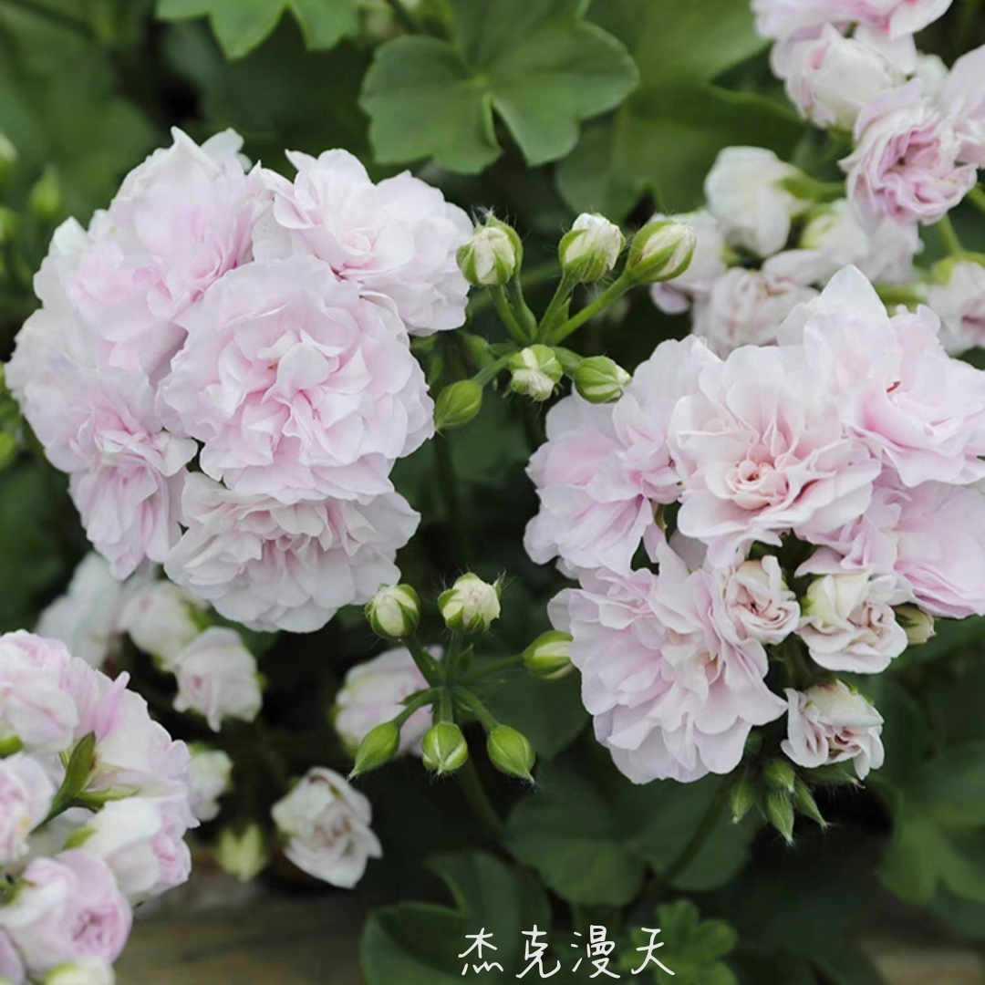 天竺葵花苗垂吊天杰克漫天盆栽重瓣花苗多季开花玫瑰型阳台庭院