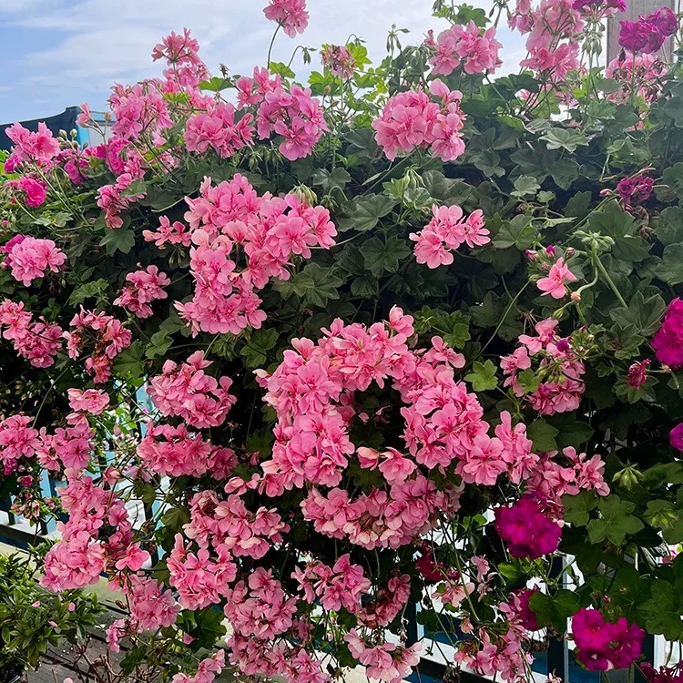 垂吊天竺葵花苗粉春天多季节开花阳台庭院室内盆栽花卉绿植花苗