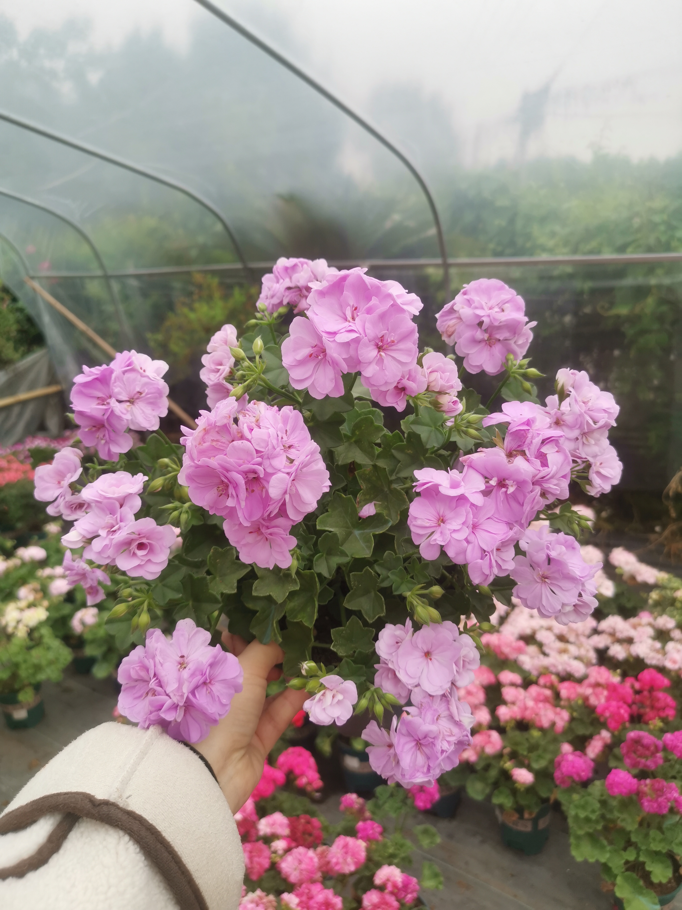 天竺葵花苗大汉196垂吊多季节开花重瓣垂天阳台花园常绿盆栽花卉