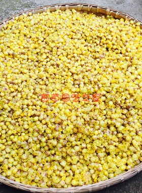 2026新鲜腊梅鲜花朵儿素心虎蹄可食用鲜花纯露原料茶原料现采现发