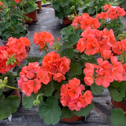 重瓣天竺葵阳台耐阴四季开花好养