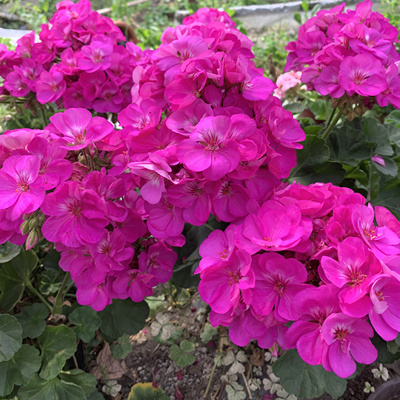 直立天花苗湛蓝天空大花球庭院花