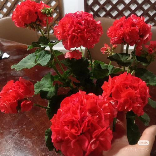 天竺葵花苗直立重彩日出游行钻石婚公主浪漫聚光灯重彩金重彩安系
