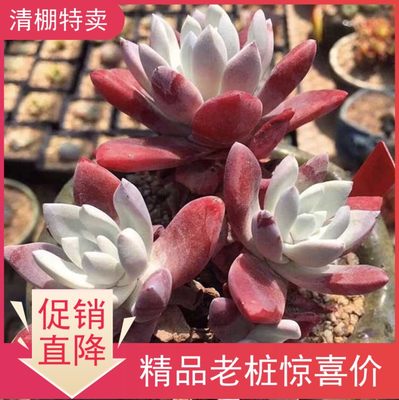 苹果叶仙女杯多肉植物一物一拍韩国进口法瑞诺莎苹果叶猫九的肉铺 猫九的肉铺 淘优券