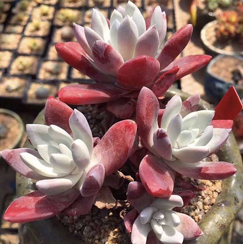 苹果叶仙女杯多肉植物一物一拍韩国进口法瑞诺莎苹果叶猫九的肉铺 猫九的肉铺 淘优券