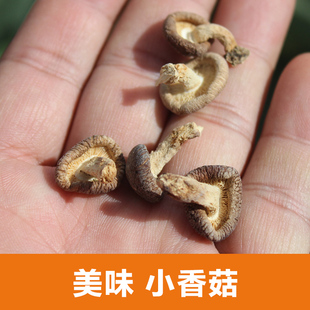 云南哀牢山深山野生小香菇丁菇干货香菌香覃香蕈香信小香菇100克