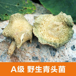 云南哀牢山野生青头菌蘑菇变绿青头菌 青冈菌绿豆菌 干货50克