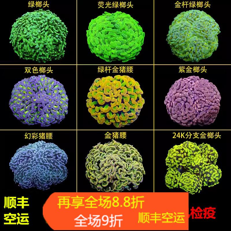 榔头珊瑚活物荧光绿双色紫玫瑰金