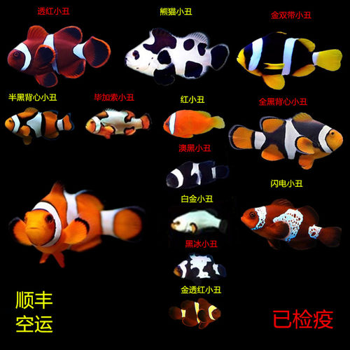 海水鱼小丑鱼人工活体