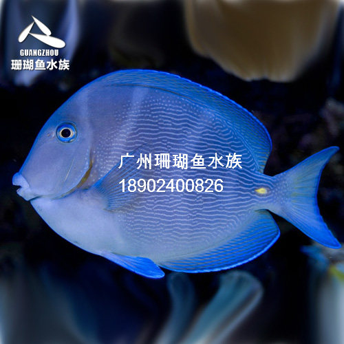 热带水族宠物海水鱼 大西洋紫蓝吊 海水鱼缸热带鱼宠物活体观赏鱼