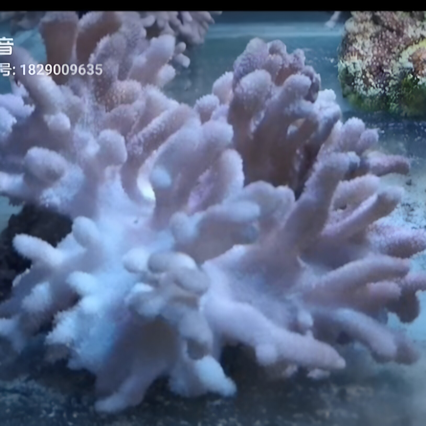 大硬软手指皮革活体珊瑚火柴