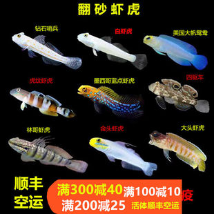 钻石哨兵白虾虎金头虾虎翻砂四驱车林哥虎纹双带大头清理海水鱼缸