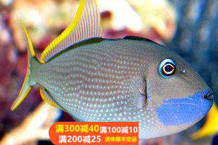 热带水族宠物海水鱼 深海蓝面炮弹 7-9厘米