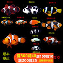 人工公子小丑鱼海水鱼活体黑背心毕加索闪电金透红熊猫雪印白金