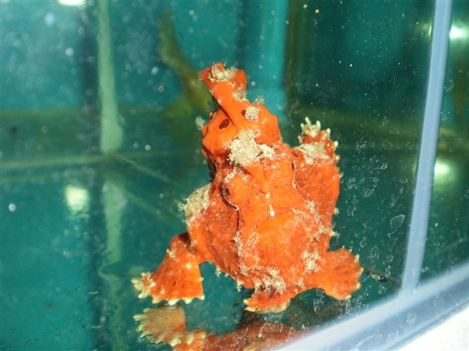 海水鱼热带水族宠物印尼红五脚虎海水鱼缸热带鱼宠物活体观赏鱼