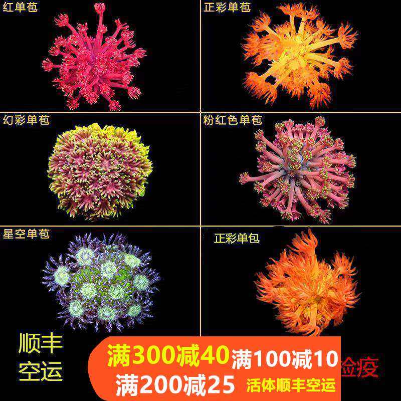红单苞绿单包正彩单苞澳洲幻彩单苞黄金星空单苞珊瑚活体海水鱼缸,宠物/宠物食品及用品,珊瑚/海葵,淘宝优惠券,粉丝福利购,淘宝优惠卷
