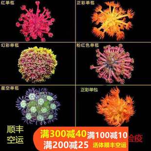 红单苞绿单包正彩单苞澳洲幻彩单苞黄金星空单苞珊瑚活体海水鱼缸