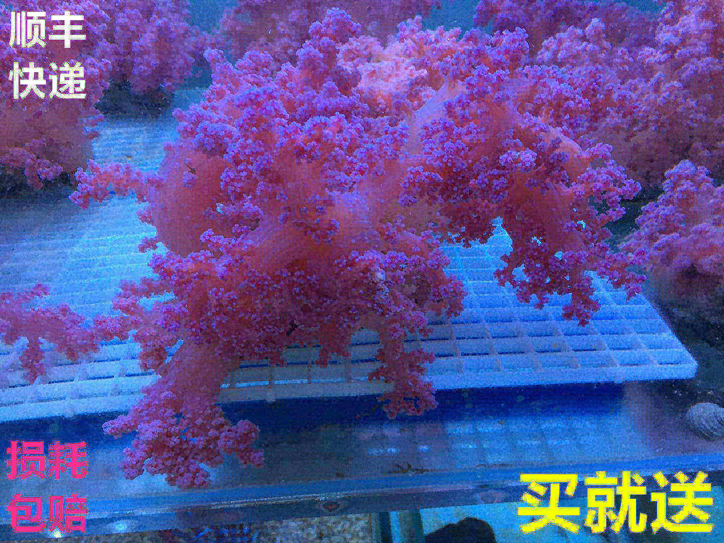 红水桃花活体珊瑚鸡冠观赏鱼