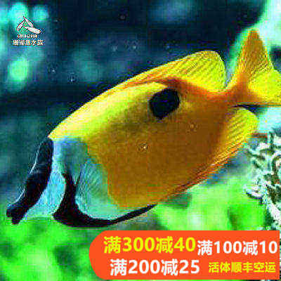 活体群游进口人工黄狐狸小丑鱼金兔仔印度七彩黄狐狸海水鱼尼莫