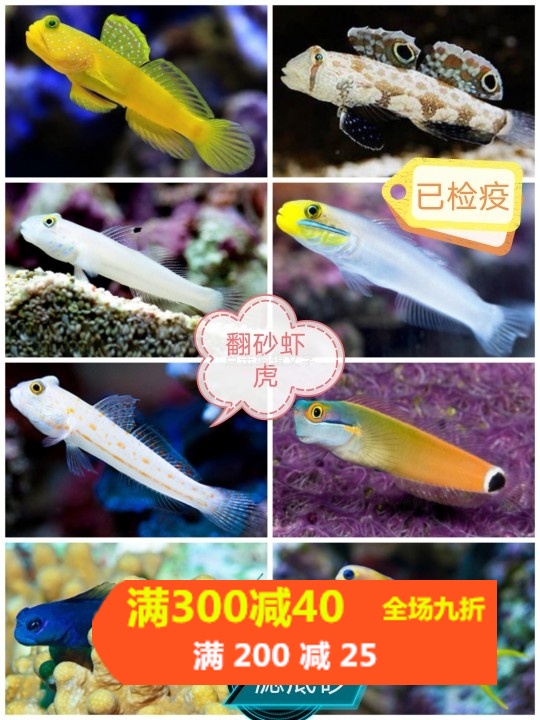 哨兵吓唬四驱车贝拉金剪刀白虾