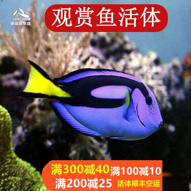 顺丰包活水族宠物  印尼蓝倒吊 海水鱼蓝吊三角吊尼莫蓝吊海水鱼,宠物/宠物食品及用品,鱼,淘宝优惠券,粉丝福利购,淘宝优惠卷