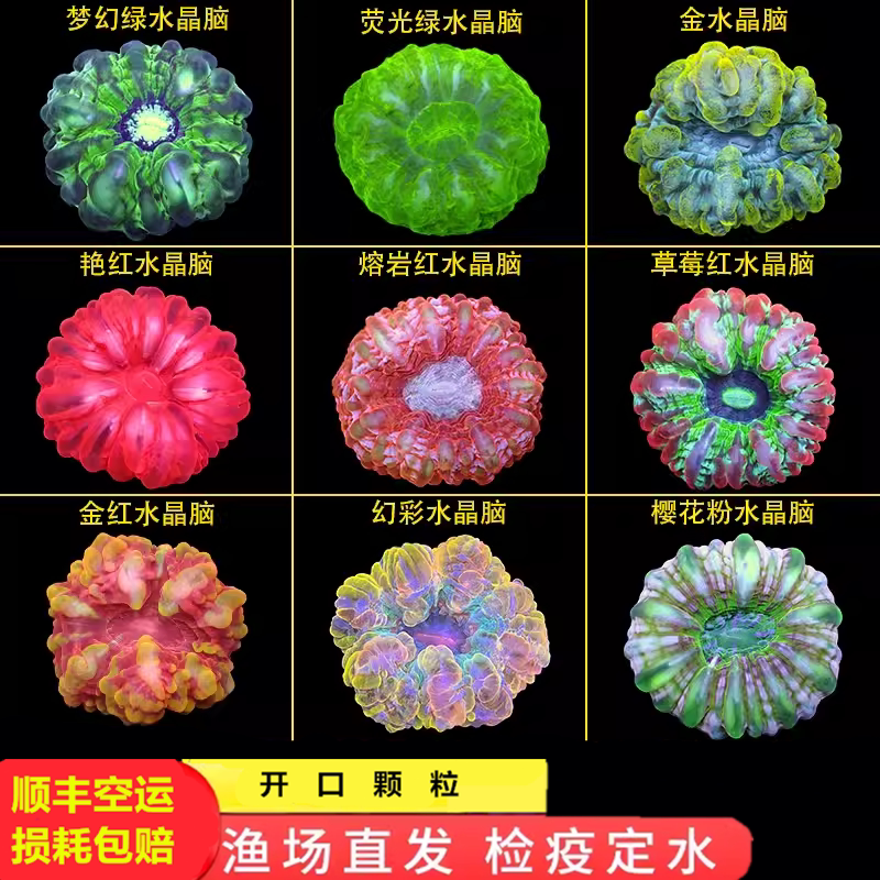 红水晶脑珊瑚活物印尼绿水晶