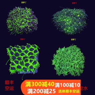 海水生物菠萝丁珊瑚活体