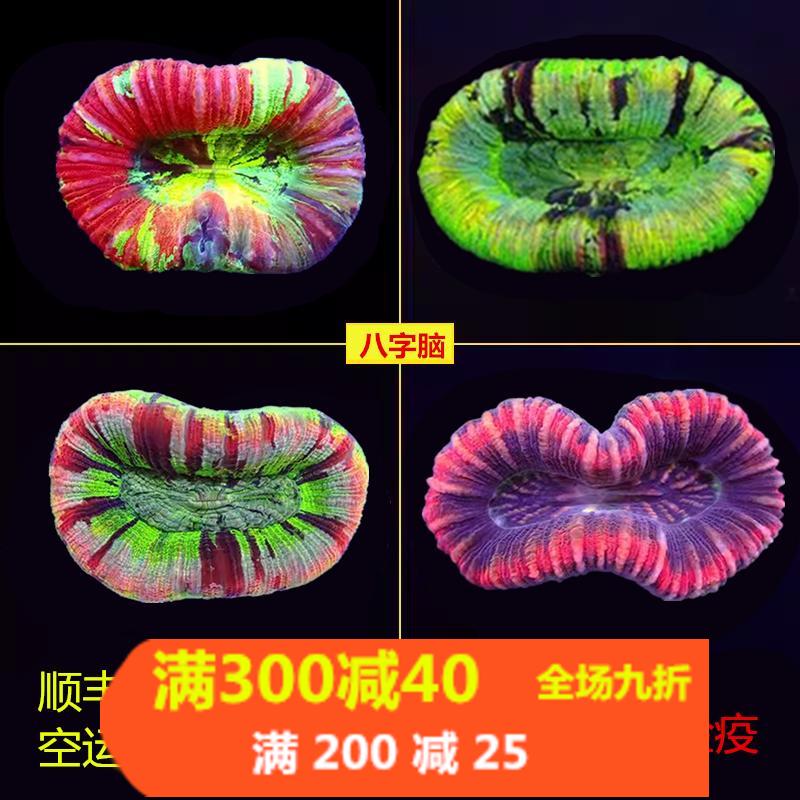 海水珊瑚活体澳洲甜甜圈彩虹糖果脑巴厘脑彩色油彩开放脑八字脑