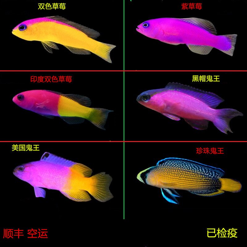 紫草莓鱼海水鱼小丑鱼