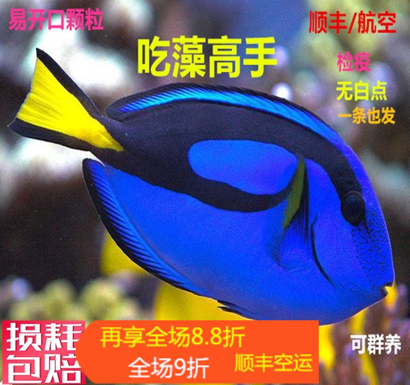 蓝吊七彩吊小丑鱼活体海水观赏鱼