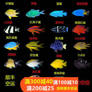 青魔黄肚蓝黄金丝红三点白丝绒燕子魔仔雀鲷闯缸鱼海水鱼活体观