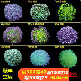 双色圆帽珊瑚宝石花活体海水鱼万花筒定水软体珊瑚枝叶珊瑚已检疫