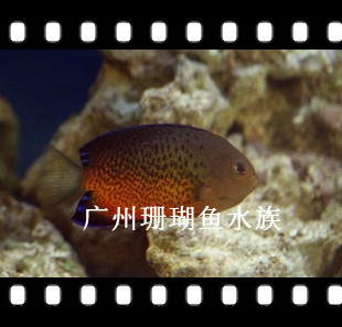 海水鱼缸热带鱼宠物活体观赏鱼 热带水族宠物海水鱼 印尼红闪电