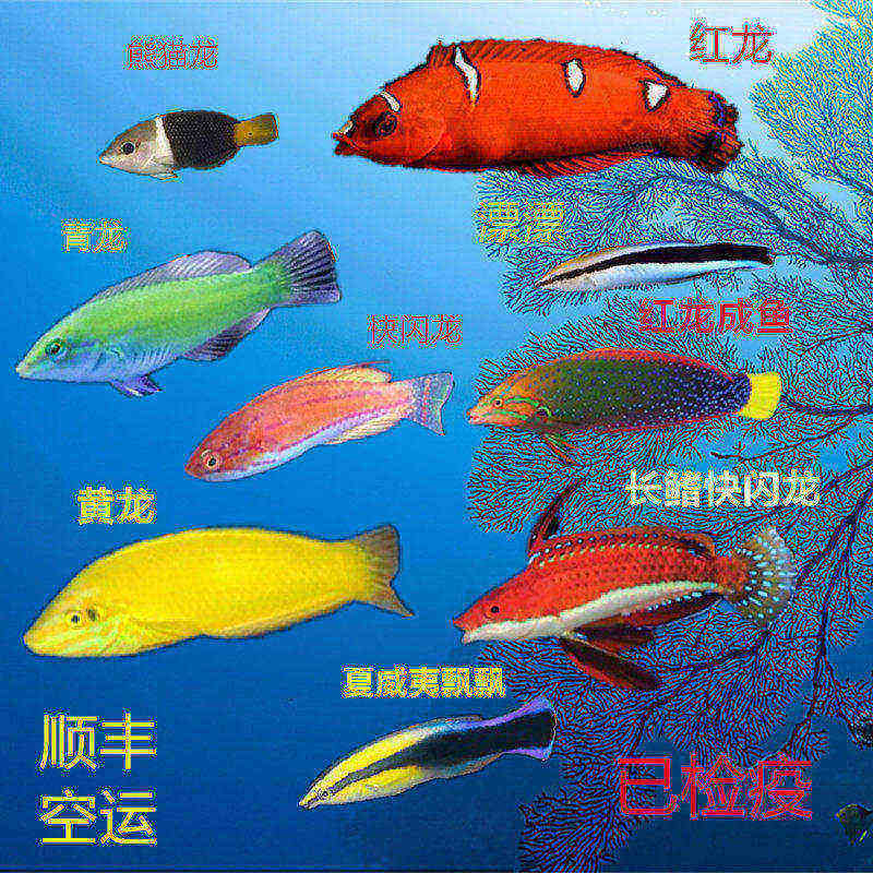 海水鱼小丑鱼龙鱼钻沙漂亮