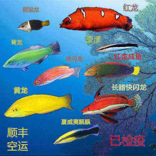 海水鱼小丑鱼龙鱼钻沙漂亮
