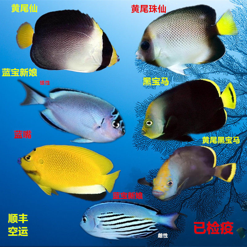蓝宝蓝嘴黄新娘燕尾仙珠仙黄尾黑宝马海水鱼活体海水缸拉马克小丑