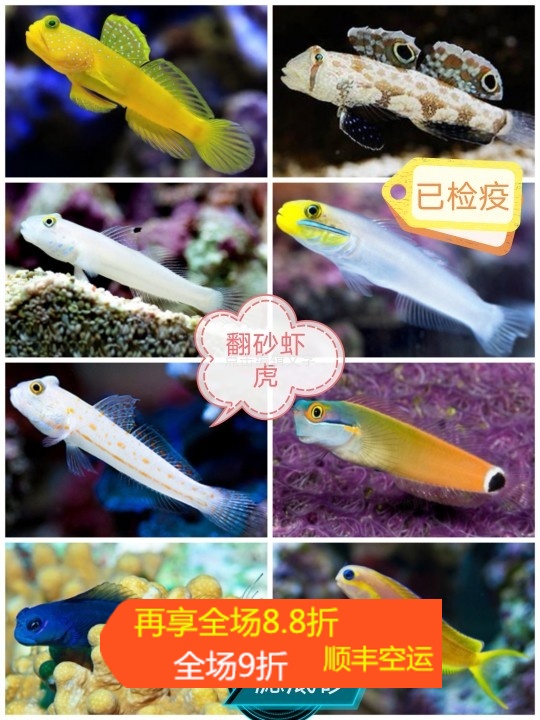 哨兵吓唬四驱车贝拉金剪刀白虾