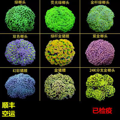 榔头珊瑚活物荧光绿双色紫玫瑰金