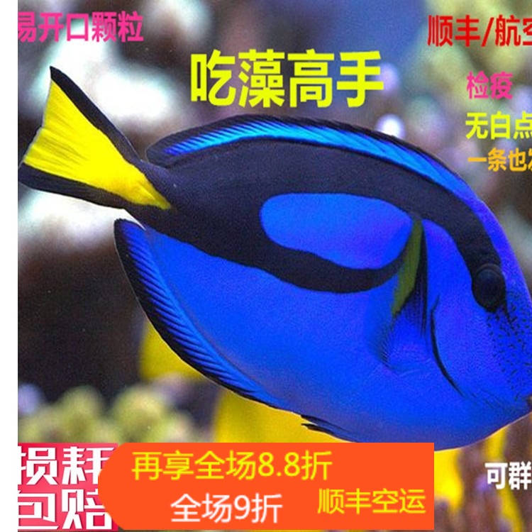 七彩金毛活体海水观赏鱼