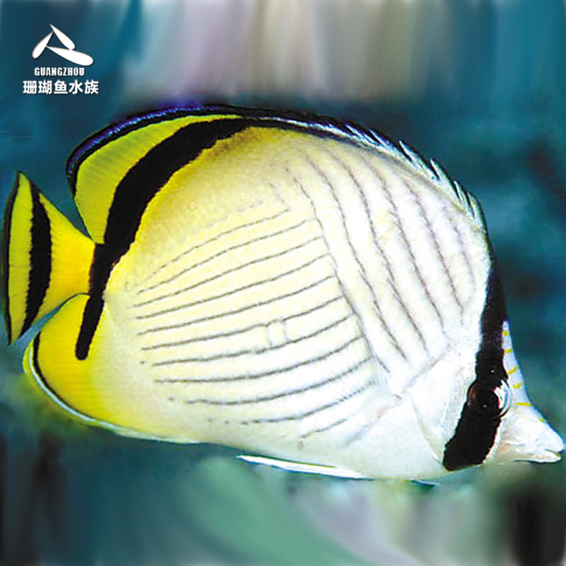 热带水族宠物海水鱼 黑边假人字碟 海水鱼缸黄风车鲽鱼活体观赏鱼