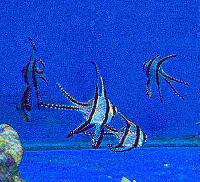 热带梦幻活体巴黎天使水族宠物
