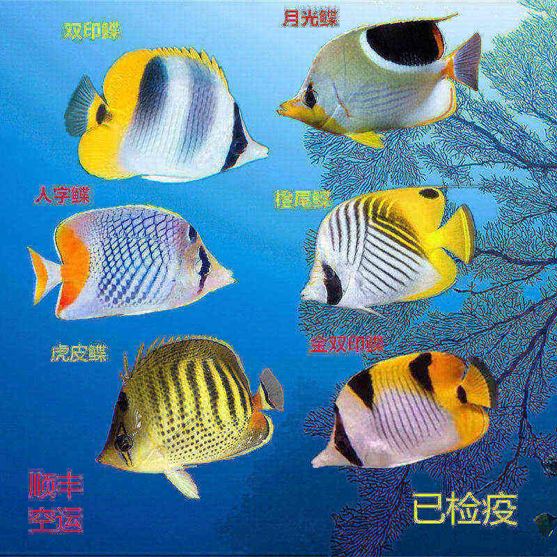 海水缸检疫人字月光鲽活体虎皮鲽