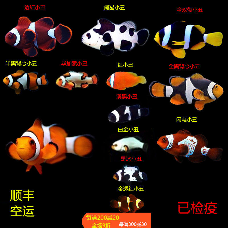 人工公子小丑鱼海水鱼活体黑背心毕加索闪电金透红熊猫雪印白金