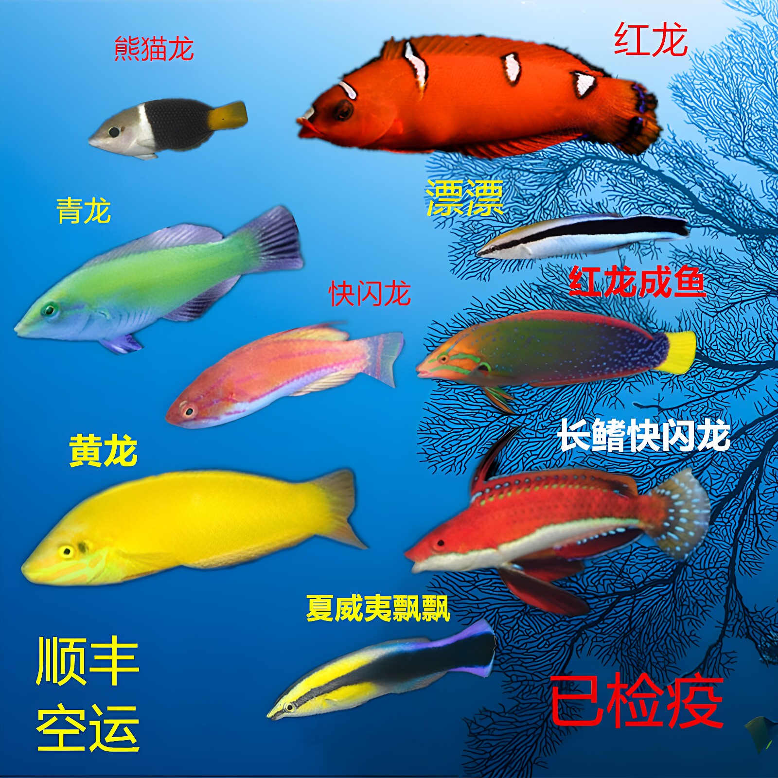 海水鱼小丑鱼龙鱼钻沙漂亮