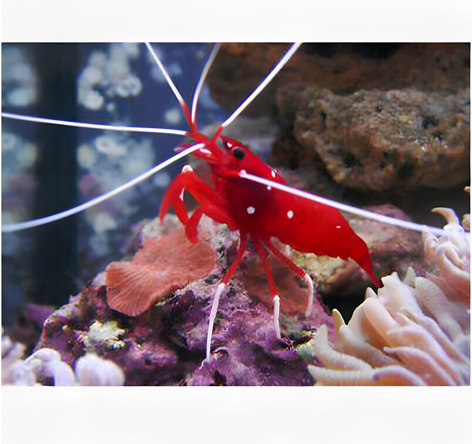 海水鱼新款奶嘴海葵窝海砂宠物鱼珊瑚活体 虾类 斯里兰卡火焰虾