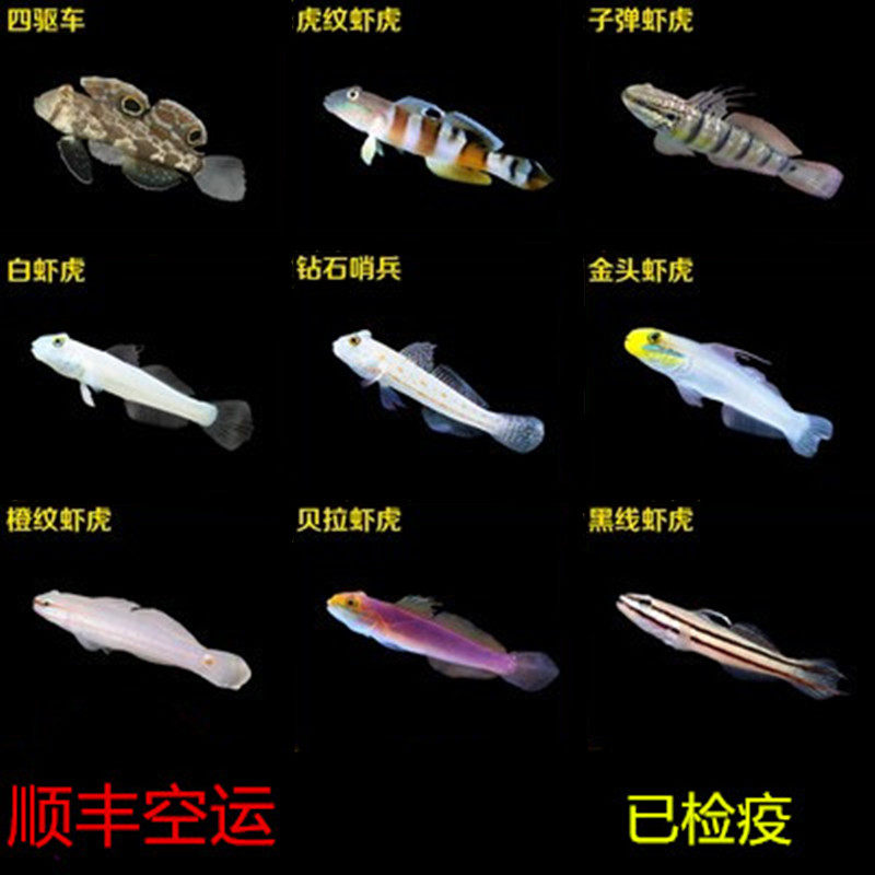 顺丰包活西瓜刨虾虎钻石哨兵橙点金头虾虎小丑虾虎黄金虾虎