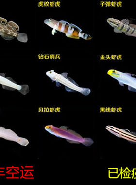 吃藻虾虎哨兵翻砂小丑鱼
