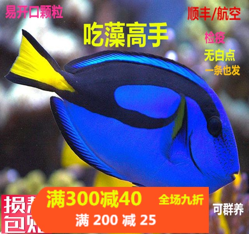 蓝吊七彩吊小丑鱼活体海水观赏鱼