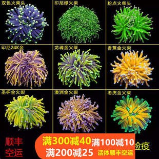火柴头珊瑚沙巴澳洲印尼金火柴头大集合珊瑚活体火炬圣杯珊瑚活物